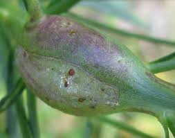 Attēlu rezultāti vaicājumam “Aulacidea hieracii”