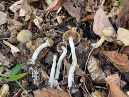 Attēlu rezultāti vaicājumam “Psilocybe sp.”
