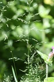 Attēlu rezultāti vaicājumam “Poa trivialis flower”