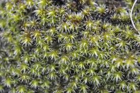 Attēlu rezultāti vaicājumam “Pseudocalliergon turgescens”