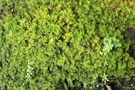 Attēlu rezultāti vaicājumam “Thuidium delicatulum”