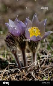 Attēlu rezultāti vaicājumam “Pulsatilla patens flower”
