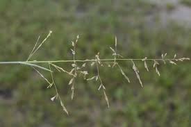 Attēlu rezultāti vaicājumam “Puccinellia distans”