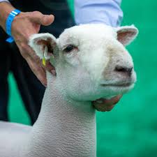 Image result for Southdown Club