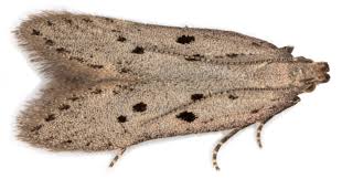 Attēlu rezultāti vaicājumam “Gelechia rhombella”