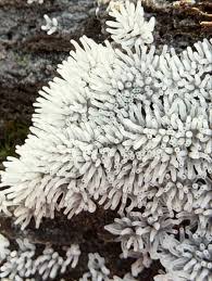 Attēlu rezultāti vaicājumam “Willkommlangea reticulata”