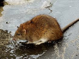 Attēlu rezultāti vaicājumam “Rattus norvegicus”