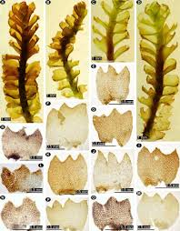 Attēlu rezultāti vaicājumam “Tritomaria”