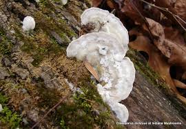 Attēlu rezultāti vaicājumam “Gloeoporus dichrous”