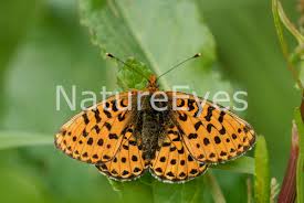 Attēlu rezultāti vaicājumam “Clossiana euphrosyne”