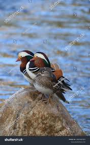 Attēlu rezultāti vaicājumam “Aix galericulata”