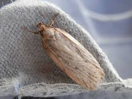 Attēlu rezultāti vaicājumam “Depressaria olerella”