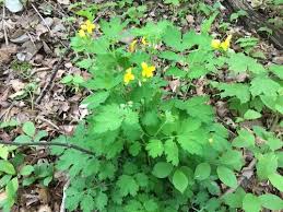 Attēlu rezultāti vaicājumam “Chelidonium majus”