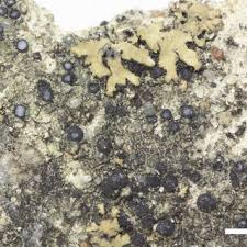 Attēlu rezultāti vaicājumam “Hypocenomyce friesii”