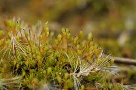 Attēlu rezultāti vaicājumam “Tortula subulata sporophyte”