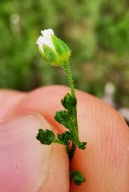 Attēlu rezultāti vaicājumam “Sagina nodosa”