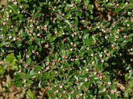 Attēlu rezultāti vaicājumam “Cotoneaster divaricatus”