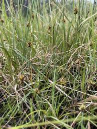 Attēlu rezultāti vaicājumam “Carex chordorrhiza leaf”