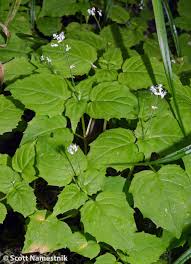 Attēlu rezultāti vaicājumam “Circaea alpina”