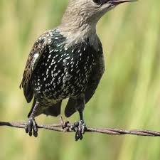 Attēlu rezultāti vaicājumam “Sturnus vulgaris”
