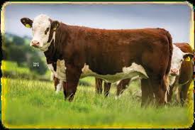 Image result for A J Activities, Herefordshire