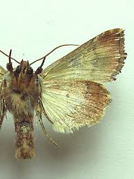 Attēlu rezultāti vaicājumam “Actinotia polyodon”