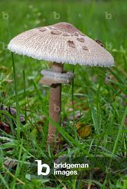 Attēlu rezultāti vaicājumam “Macrolepiota”