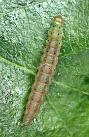 Attēlu rezultāti vaicājumam “Carpatolechia proximella”