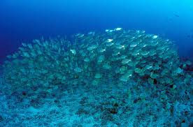 Image result for Pomadasys incisus