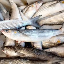 Image result for Chelon ramada