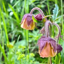 Attēlu rezultāti vaicājumam “Geum rivale”