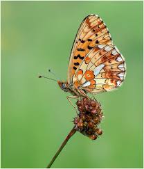 Attēlu rezultāti vaicājumam “Clossiana euphrosyne”