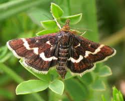 Attēlu rezultāti vaicājumam “Pyrausta cingulata”