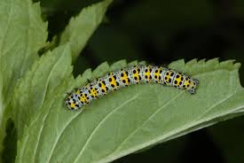 Attēlu rezultāti vaicājumam “Cucullia verbasci”