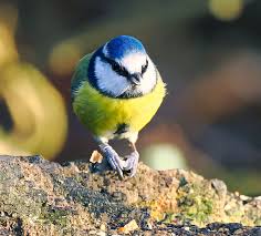 Image result for Cyanistes caeruleus