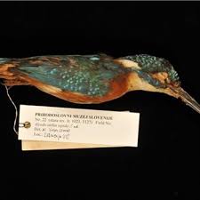 Attēlu rezultāti vaicājumam “Chlidonias niger eggs”