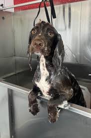 Image result for Leeds Mad Dogs