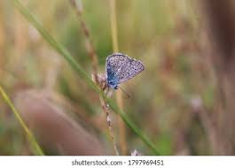 Attēlu rezultāti vaicājumam “Maculinea teleius underside”