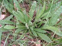 Attēlu rezultāti vaicājumam “Anchusa arvensis leaf”