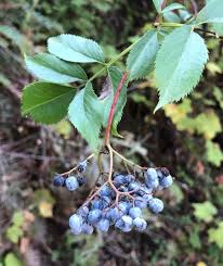 Attēlu rezultāti vaicājumam “Sambucus”