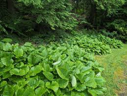 Image result for selvatici tehron