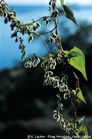 Attēlu rezultāti vaicājumam “Fallopia dumetorum leaf”