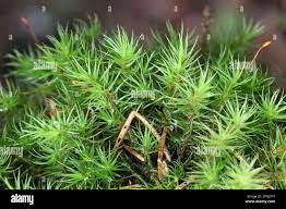 Attēlu rezultāti vaicājumam “Dicranum polysetum”