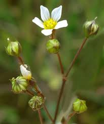 Attēlu rezultāti vaicājumam “Linum catharticum flower”