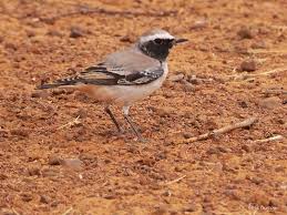 Attēlu rezultāti vaicājumam “Oenanthe oenanthe male”