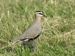 Image result for Vanellus gregarius