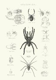 Attēlu rezultāti vaicājumam “Arachnida”