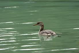Attēlu rezultāti vaicājumam “Podiceps grisegena adult”