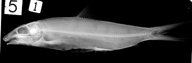 Image result for Albula glossodonta