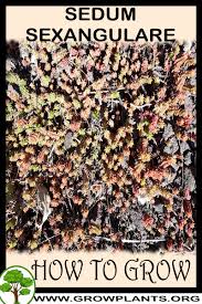 Attēlu rezultāti vaicājumam “Sedum sexangulare leaf”